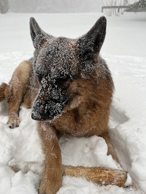 Dylan, my sweet German Shepherd, in the snow