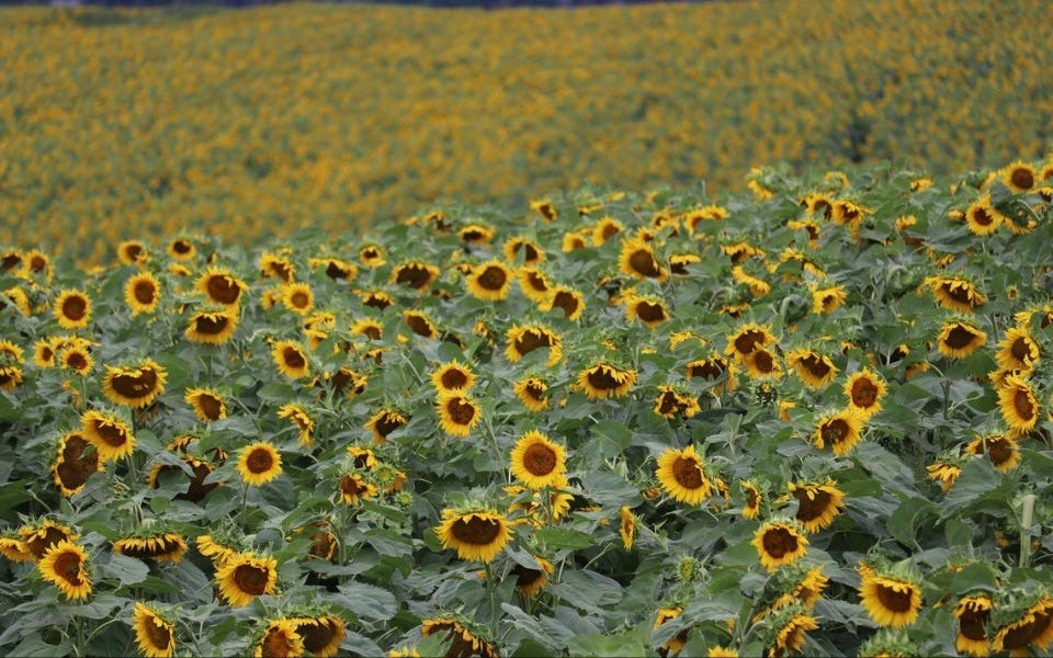 Image of field of sunflowers.