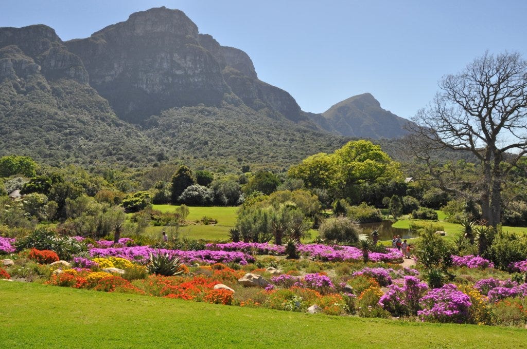 Flower season in Cape Town: The official guide