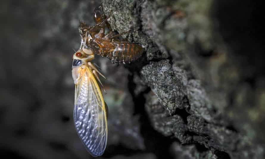 An adult cicada rests after shedding its nymphal skin, on the bark of an an oak tree in College Park, Maryland, on 5 May. 