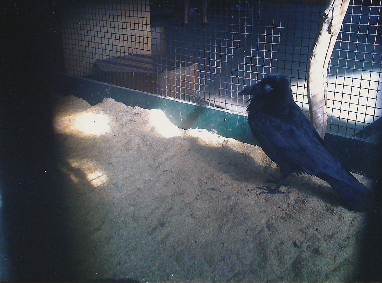 blind raven in large cage