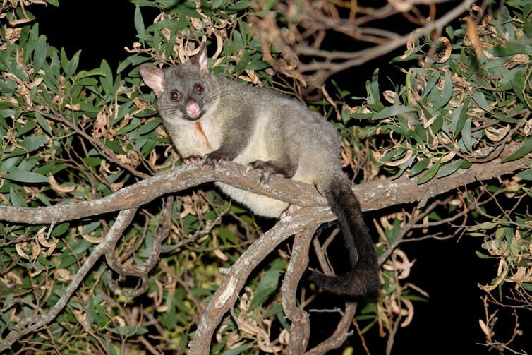 A possum is in a tree.