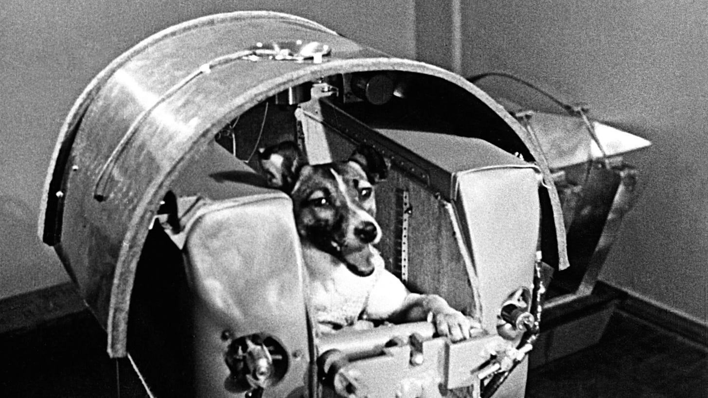 Image of Laika the space dog