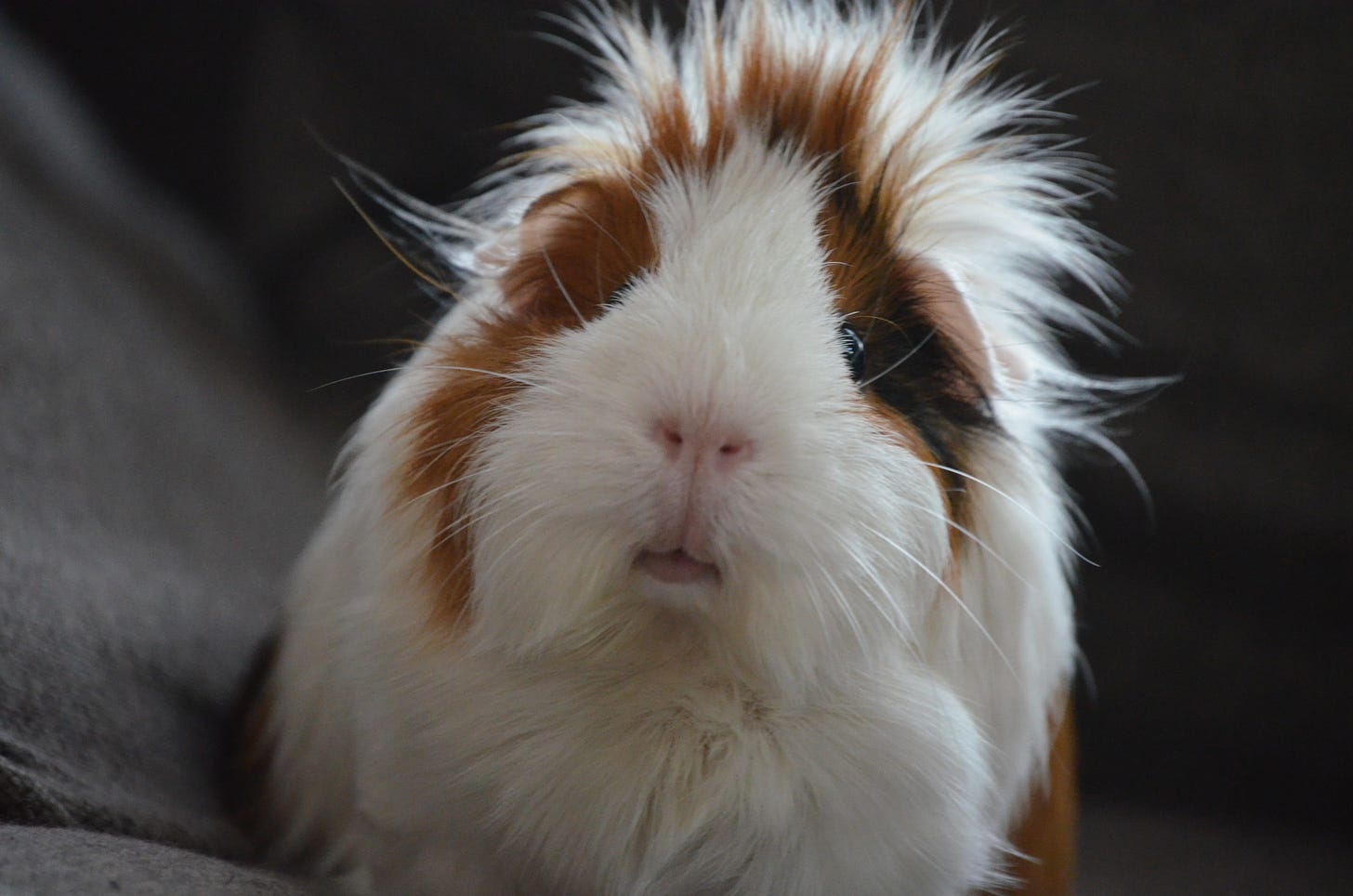 A furry guinea pig that rather resembles a Porg from Star Wars