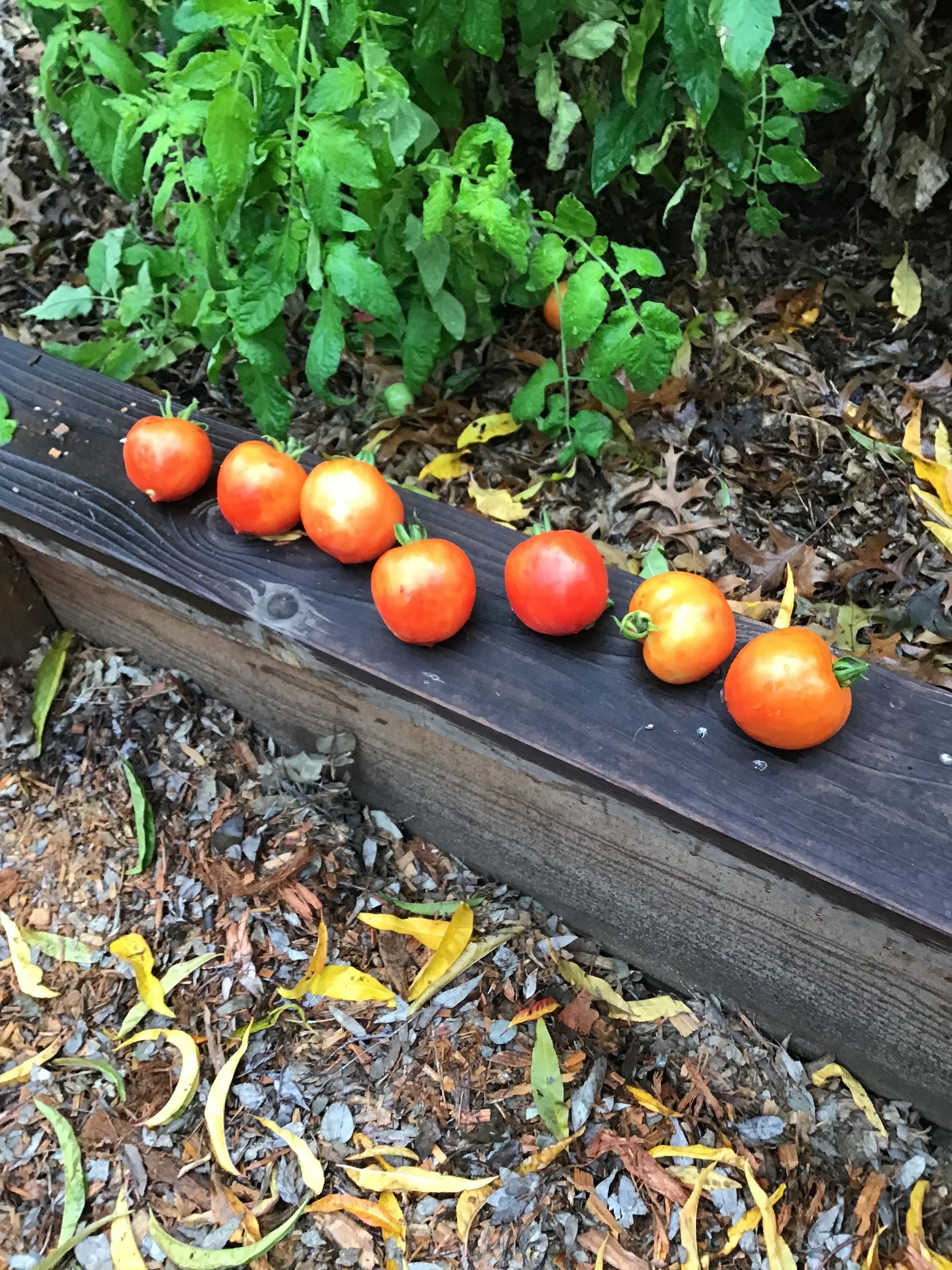New Girl, Valley Girl Tomatoes