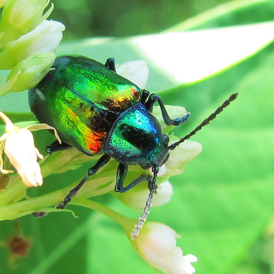File:Chrysochus auratus - Dogbane Beetle (6881287554).jpg - Wikimedia  Commons