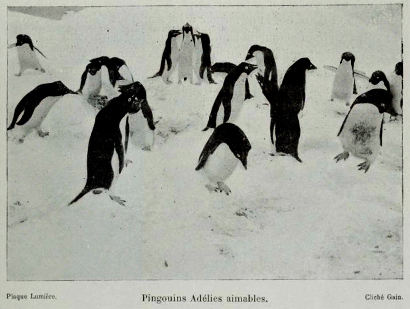 One of the many pictures of penguins in Jean Charcot, Le Pourquoi Pas ? dans l'Antarctique, Journal de la Deuxième expédition au Pôle Sud, Paris, Flammarion, 1910.