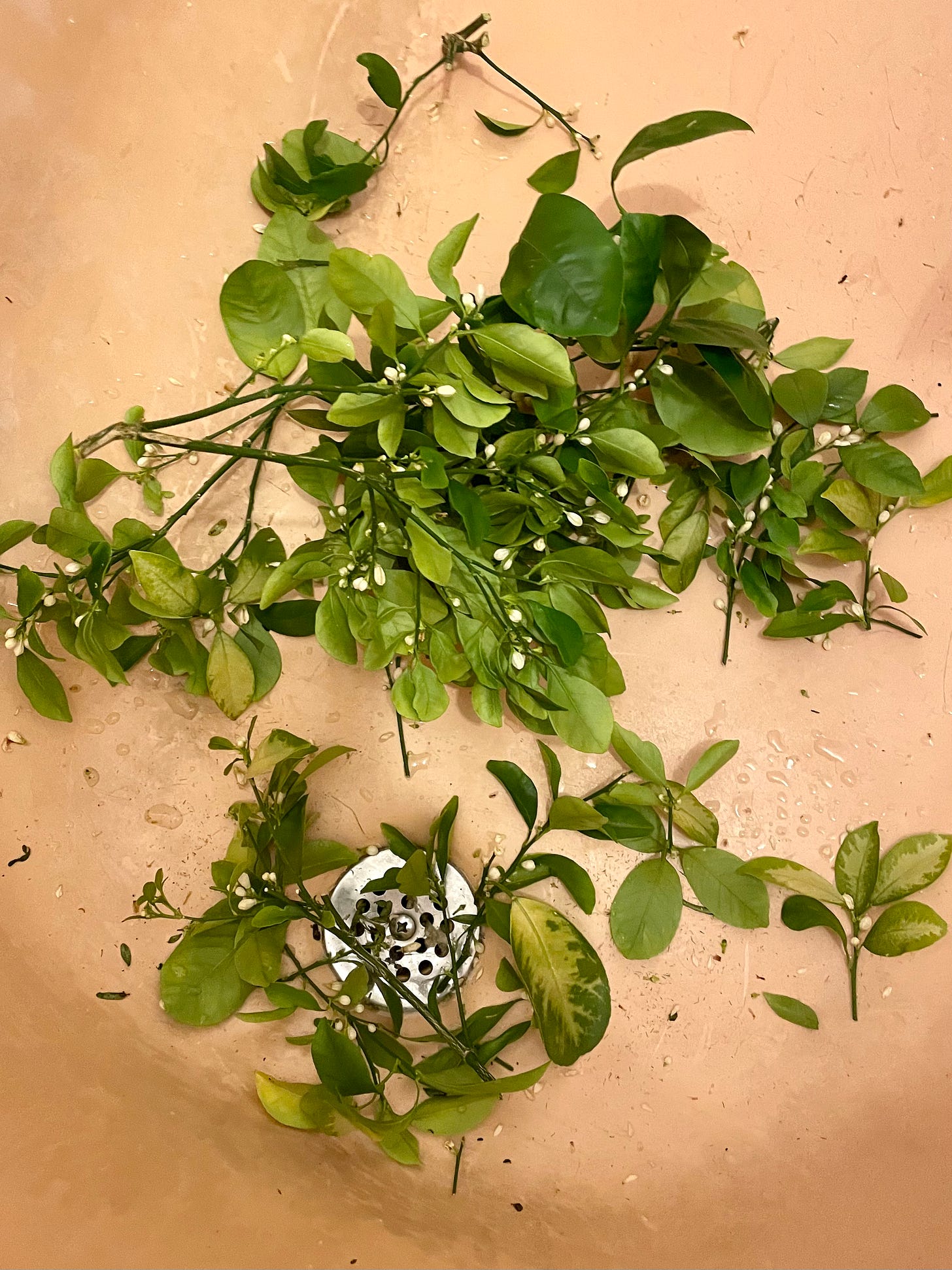 ID: Photo of chopped branches full of flower buds on the floor of my salmon pink bathtub.