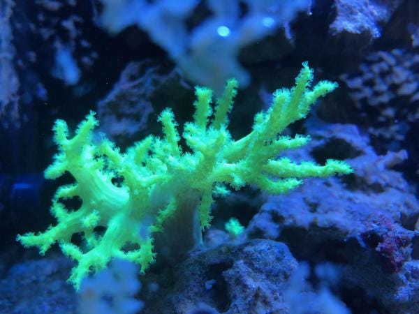 Survivor, a Green Nepthea coral, belongs to VIP Heidi and enjoys glowing at night. Would you like to nominate your pet to appear in The Highlighter? hltr.co/pets