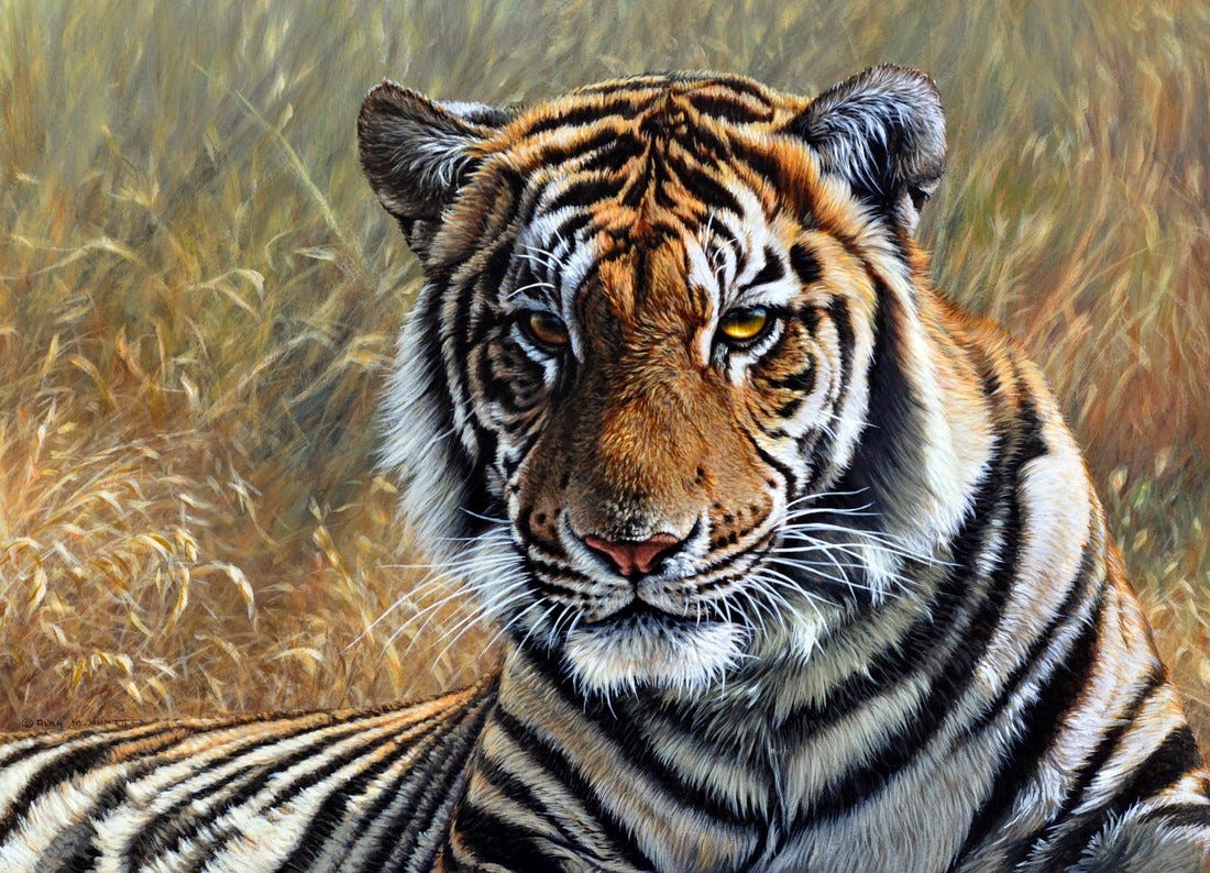 Original Paintings of Tigers Sumatran Siberian Bengal Tiger - Alan M Hunt