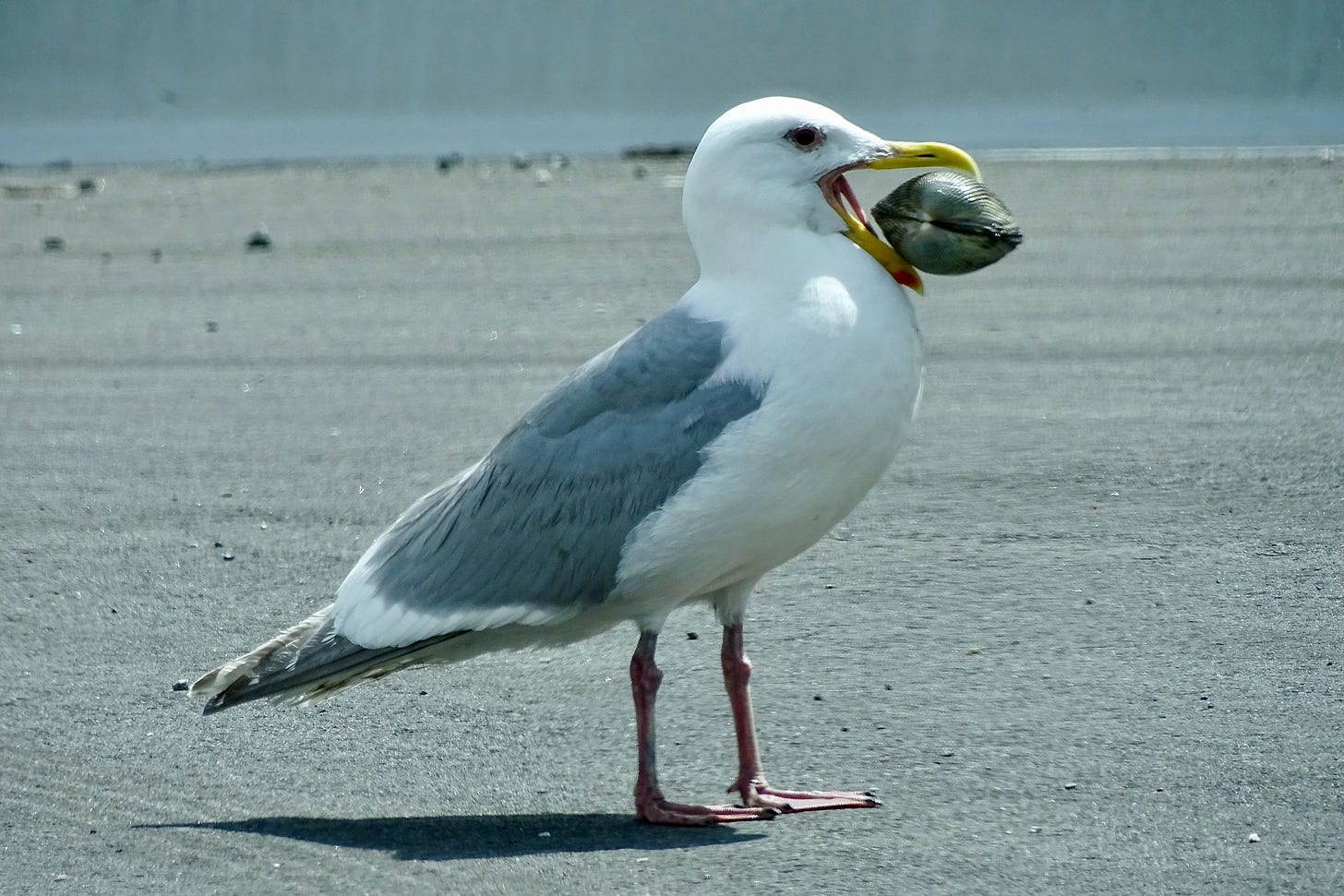 A seagull holding a clam or mussel in its beak.