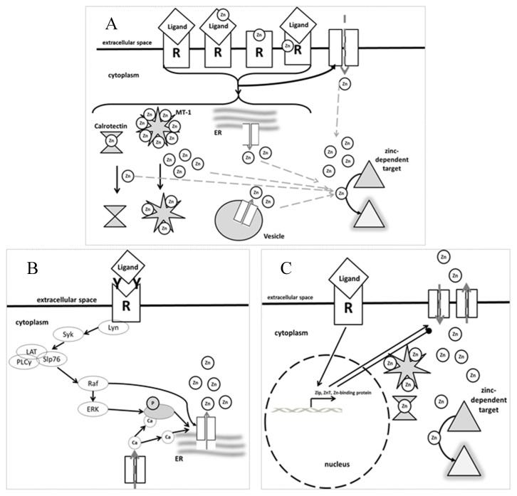 An external file that holds a picture, illustration, etc.
Object name is nutrients-09-01286-g001.jpg