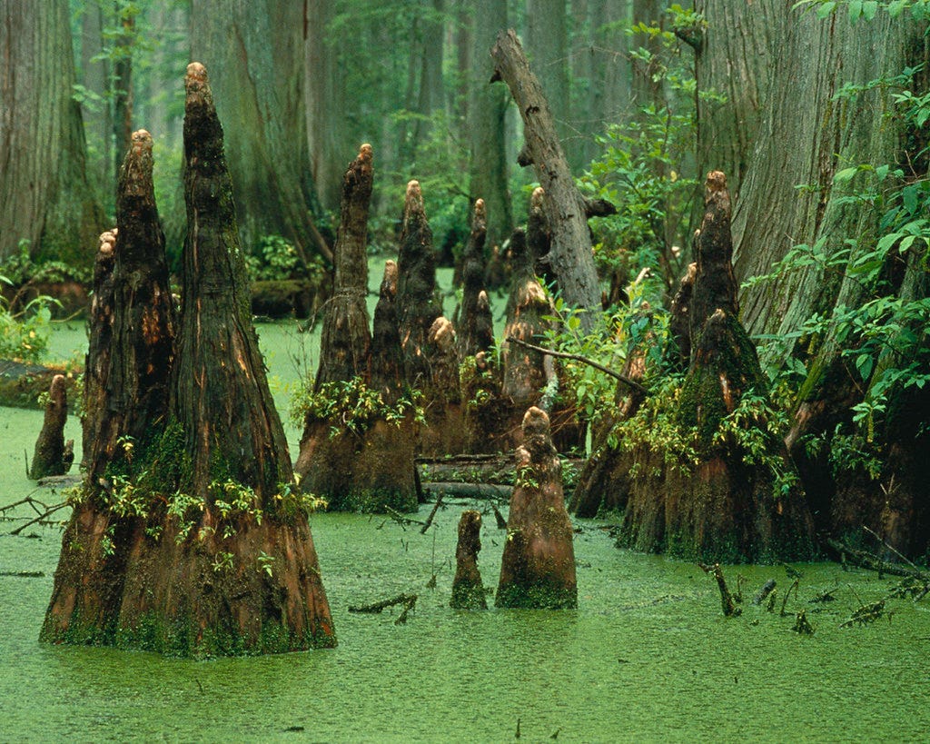 cypress knees | Cypress Creek National Wildlife Refuge, IL P… | Flickr