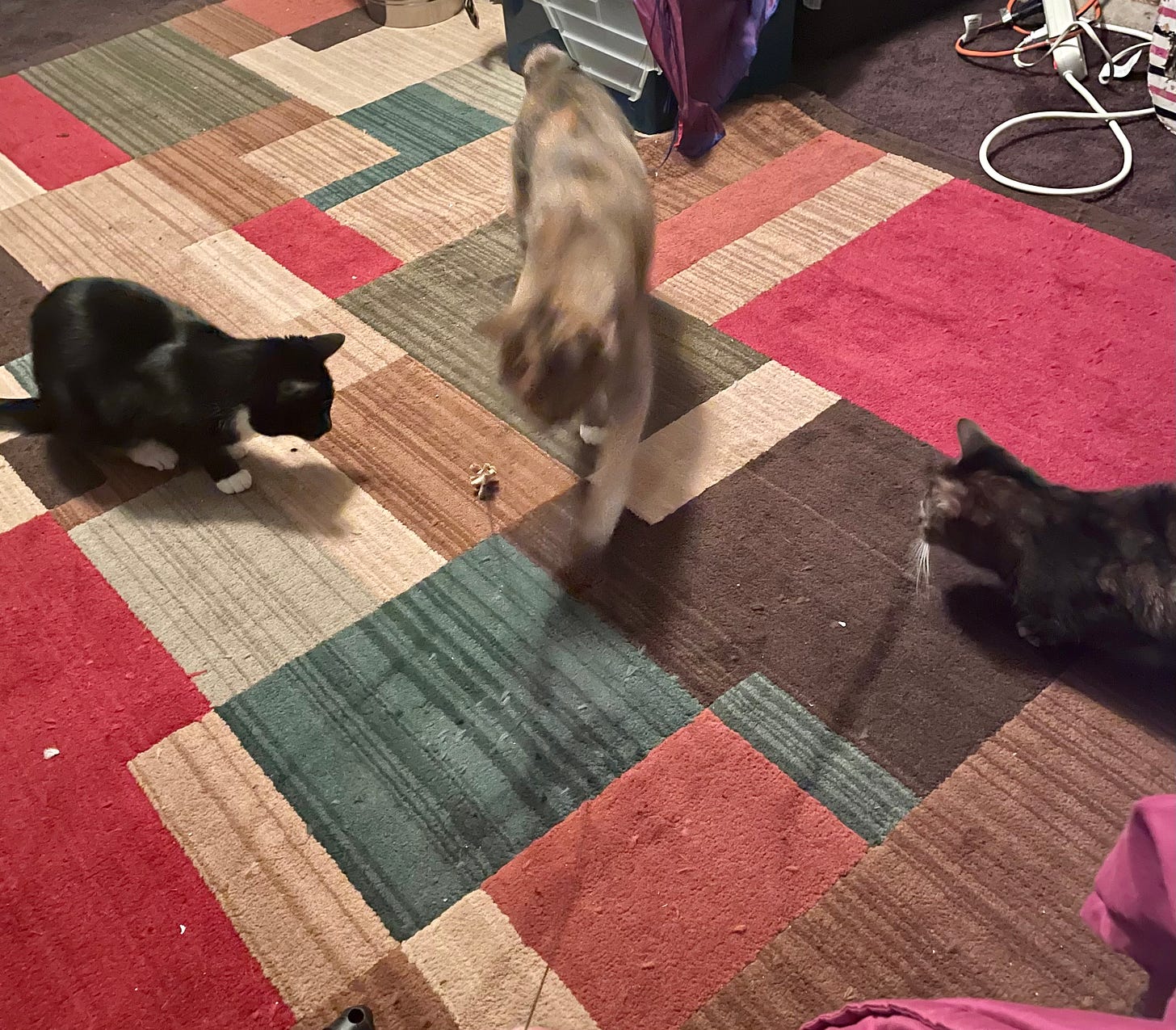 Three cats look at a wire and cardboard toy. They are a tuxedo, a dilute calico manx, and a calico. 