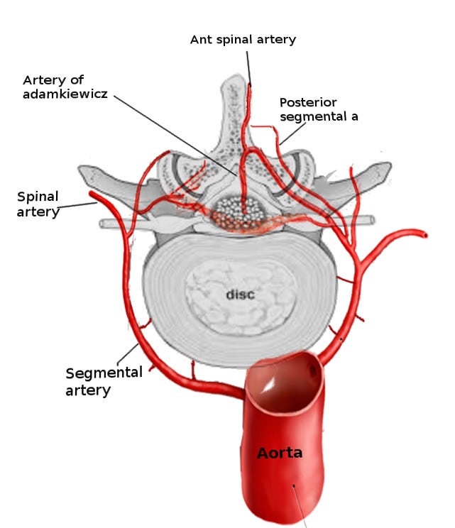 Anatomy, Back, Vertebral Canal Blood Supply Article