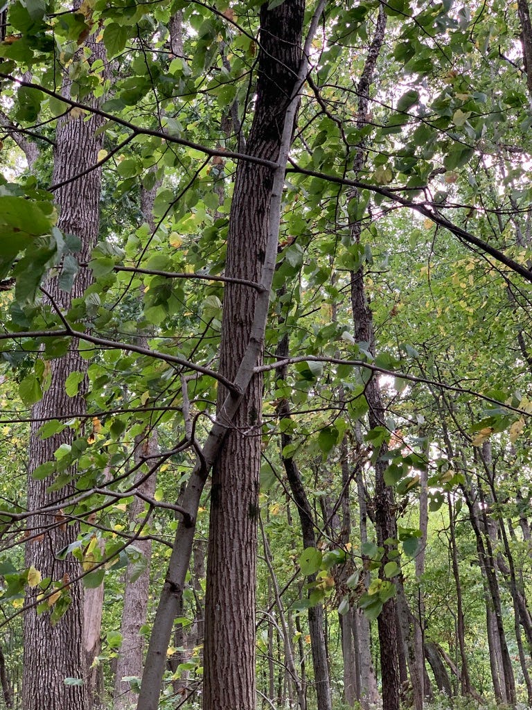 Two trees, one growing up straight with another skinnier tree growing up alongside it, almost wrapped around the bigger trunk.