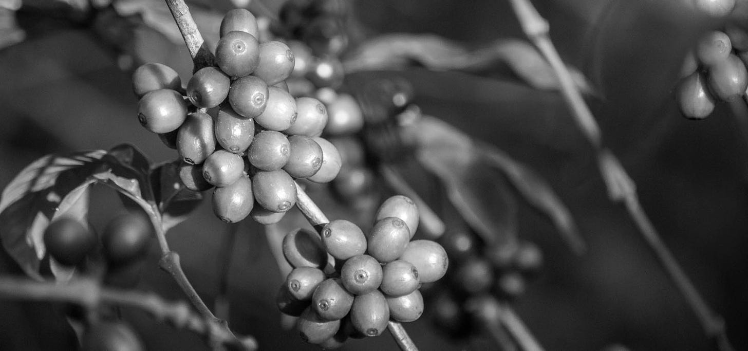 Close-up of coffee cherries ripening on a branch