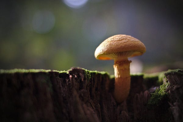 Foto de Lucas Dumraf/Flickr. Descrição de Imagem: Um cogumelo solitário, crescendo em um pedaço de madeira, pequeno e amarelado, a textura do chapéu parece um tanto peludinho. A madeira tem um pouco de musgo verde.