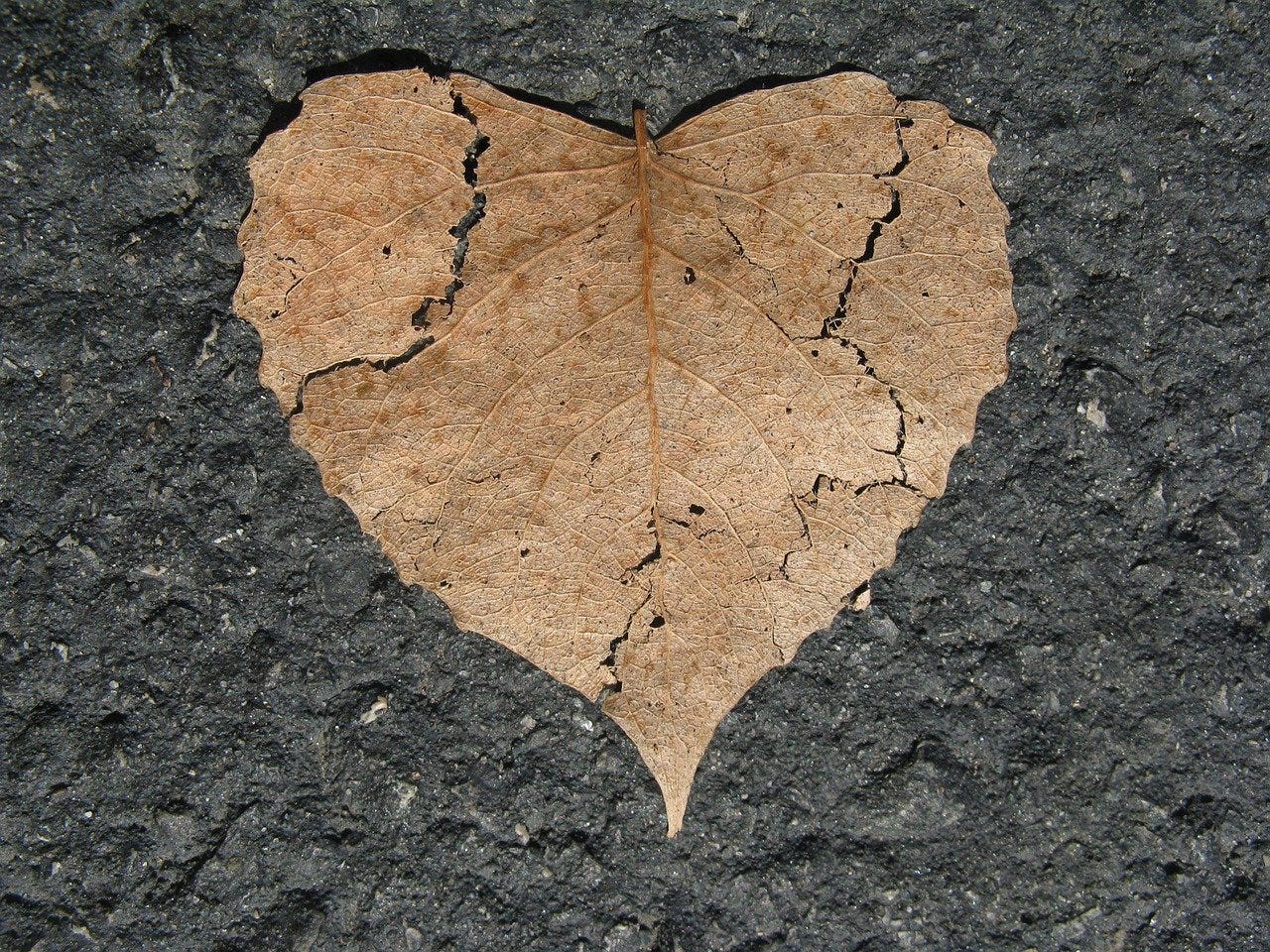 dried broken heart shaped leaf.