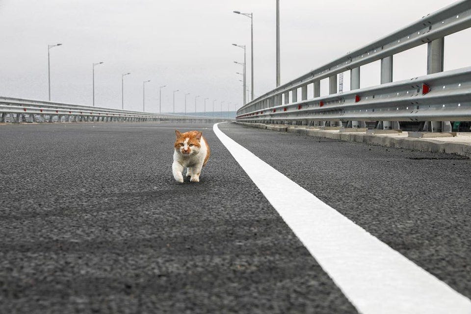 r/pics - Mostik, the cat that beat Putin in the ceremonial first crossing of the $4B Russia-Crimea bridge.