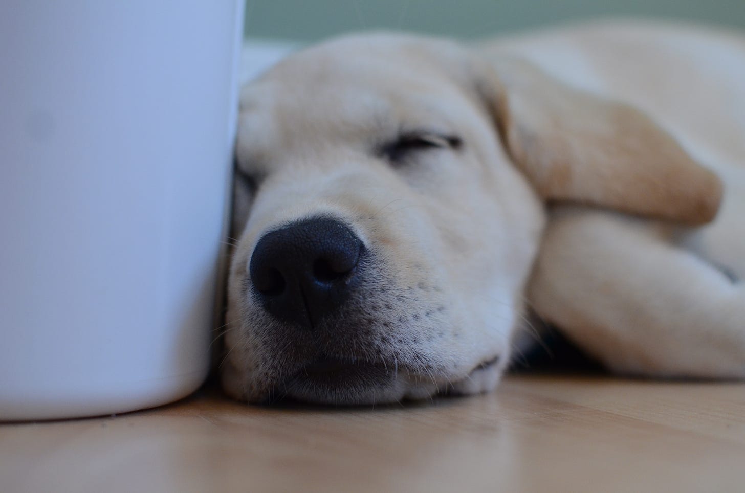 A yellow Labrador retriever puppy sleeps on a hardwood floor next to a white container. 