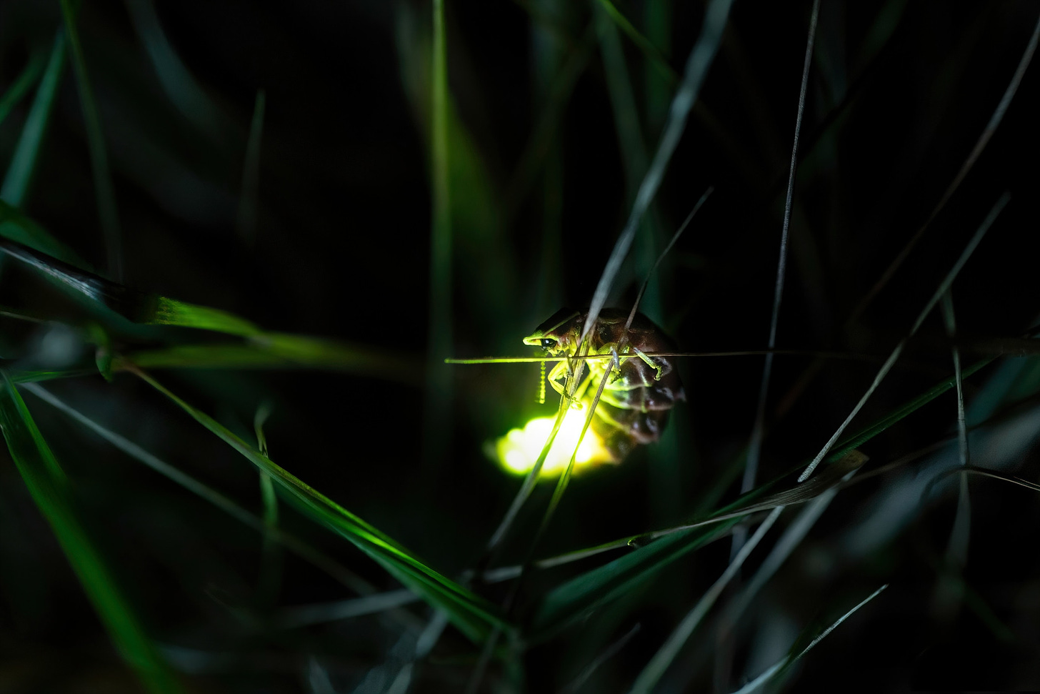 A firefly, perched on a blade of grass, lights up.