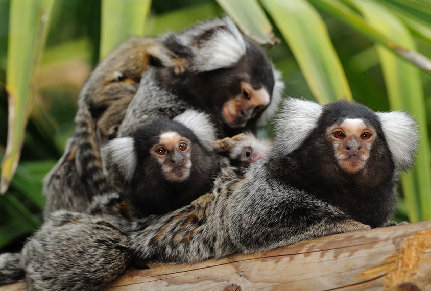 family of marmoset monkeys