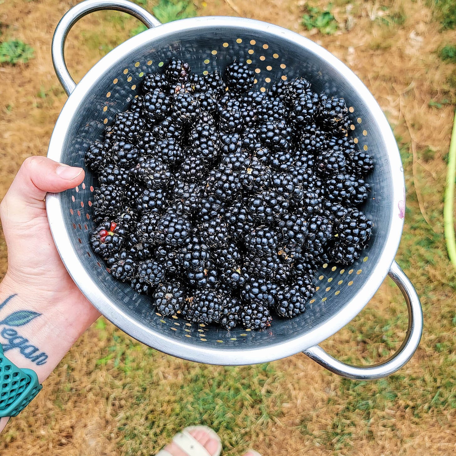 a metal collander filled with about 6 cups of fresh picked blackberries, held over a patch of late summer patchy grass