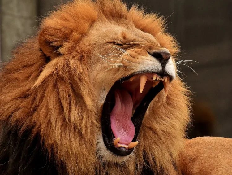 Why are Lions the King of the Jungle?