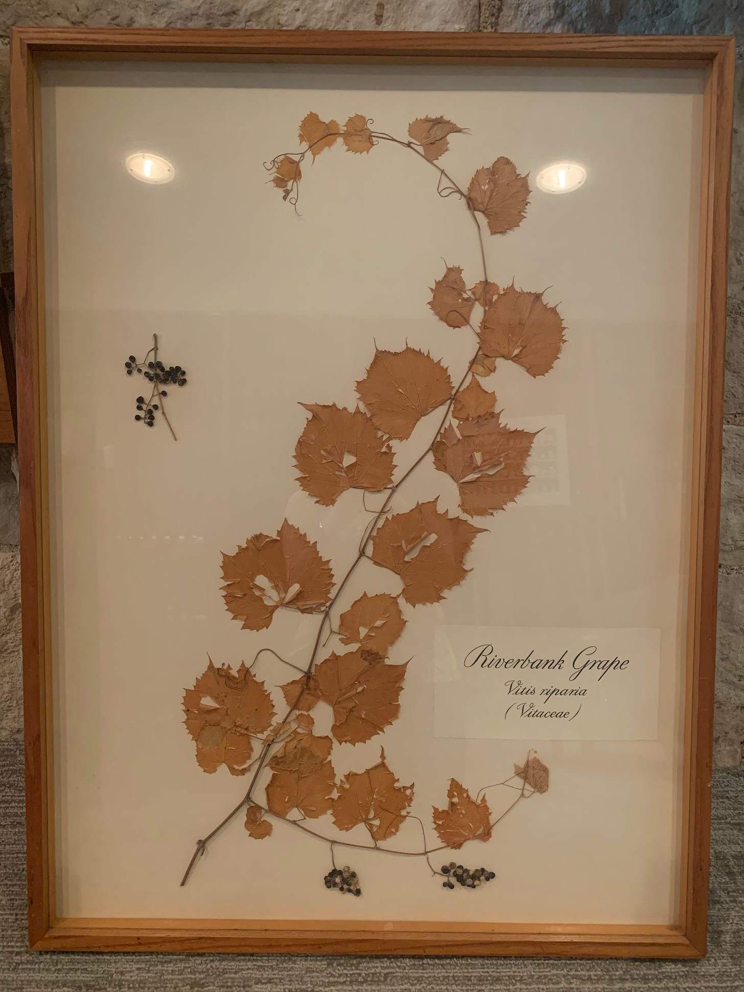 A large curving vine with small dark berries next to it, pressed and in a wood and glass frame.