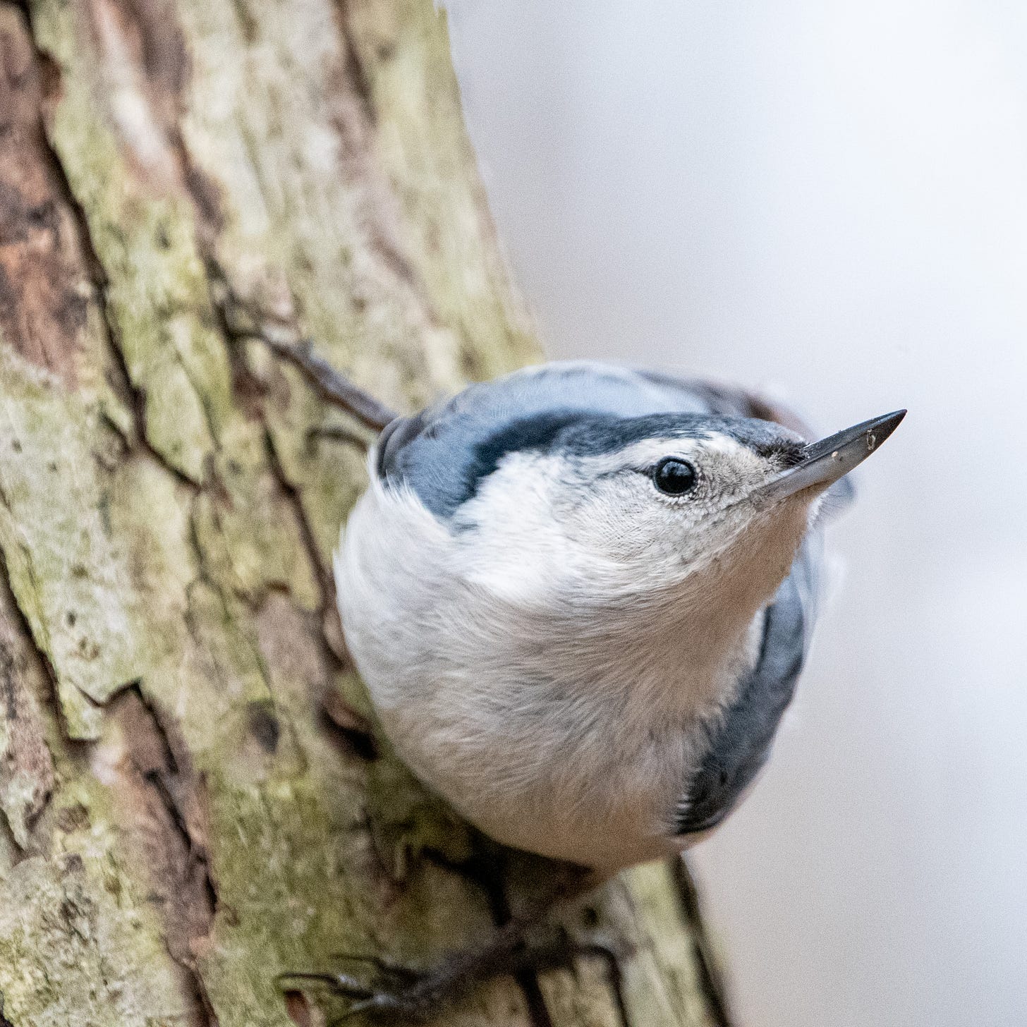 A close-up of a white-breasted nuthatch, its body aimed at the viewer, swiveling its head to the right