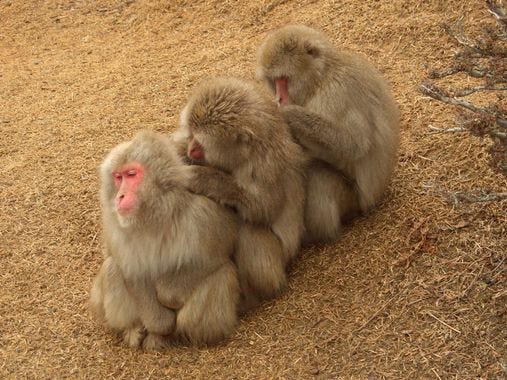 Japanese Snow Monkeys. (Japanese Macaque) | PRINCE GEORGE ...