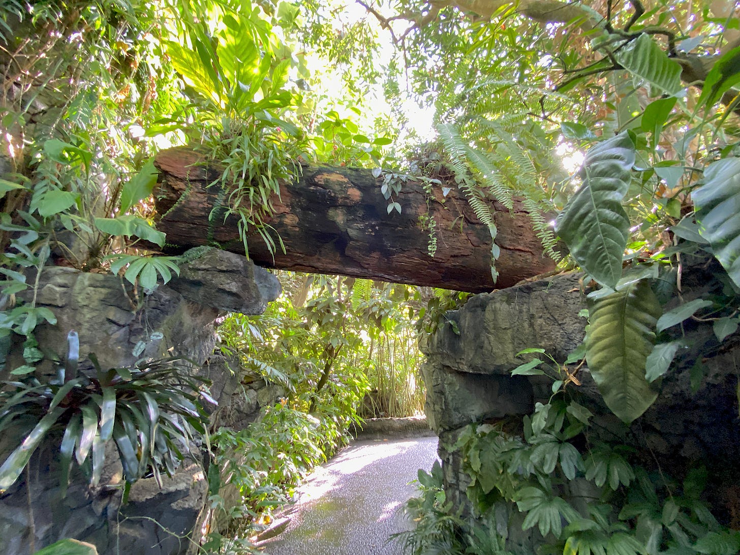 Inside the Climatron, with tropical plants