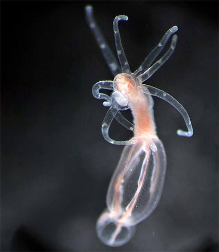 A cnidarian, a jellyfish-like sea ogranism shown swimming against a black background