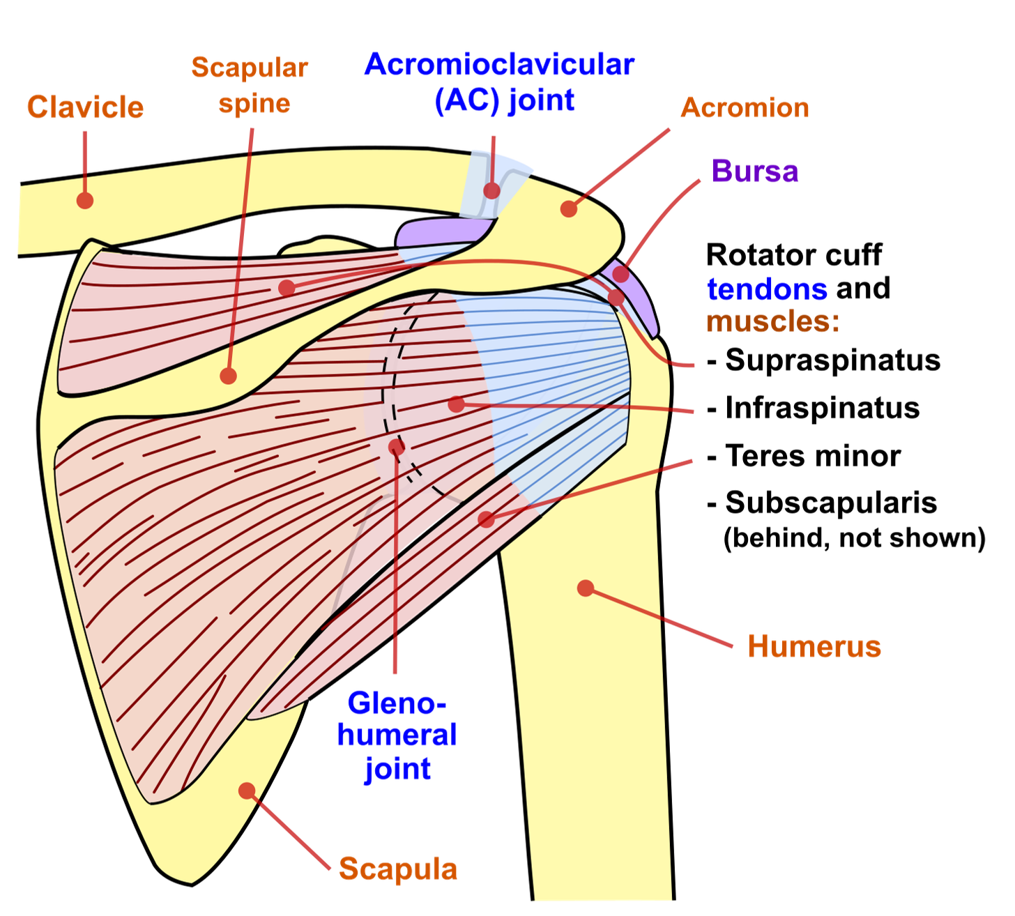 File:Shoulder joint back-en.svg - Wikimedia Commons