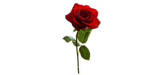 An ode to Britney Spears’ Red Rose Project. Image via Google.