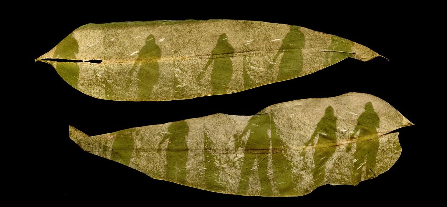 Two calla lily leaves are placed horizontally on a black background. On each leaf, printed in the chlorophyll, is a cascading series of my shadow as the artist walks.