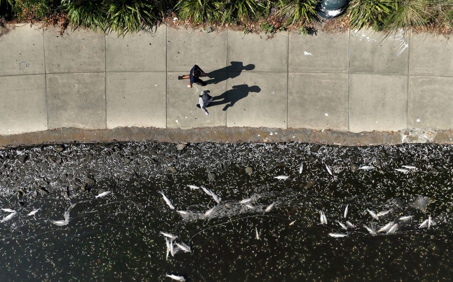 An aerial view of two people walking on a sidewalk beside a lake, with hundreds of dead fish floating in the water.