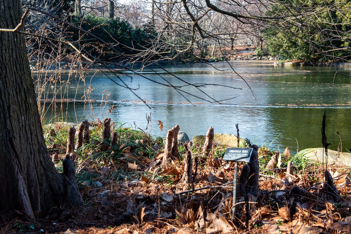 ID: View across a pound at the Brooklyn Botanic Garden, with a bald cypress tree and its "knees" in the foreground, and bare branches.