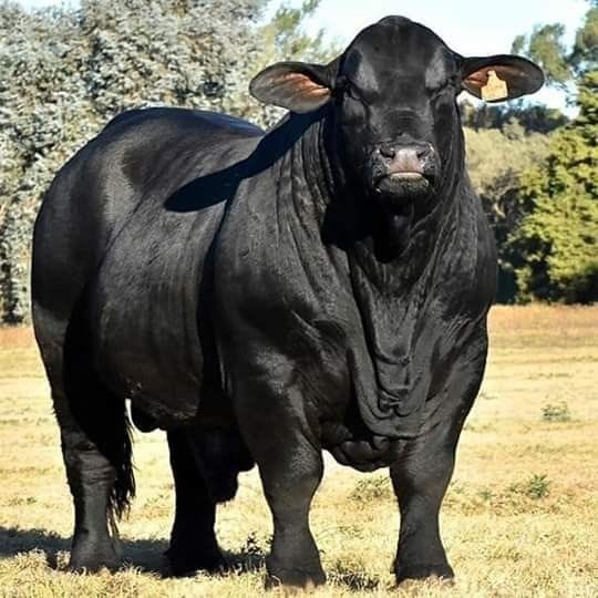 Black Angus | Cows funny, Bucking bulls, Beef cattle