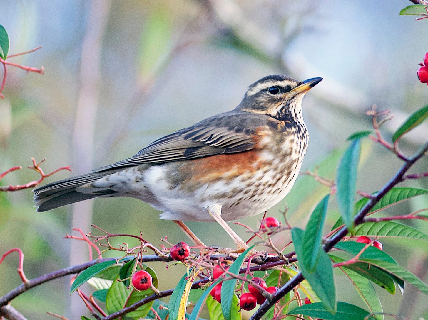 Redwing - eBird