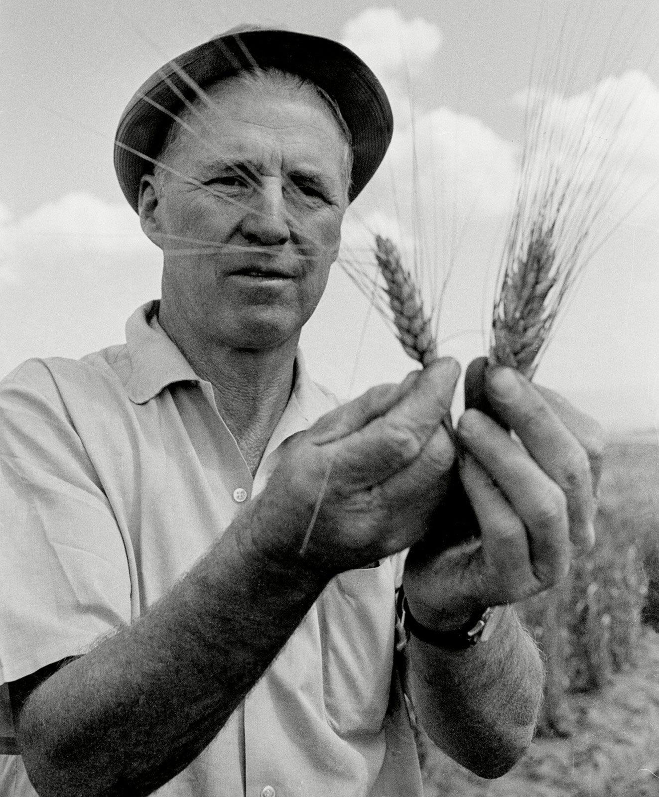 Norman Ernest Borlaug | American scientist | Britannica