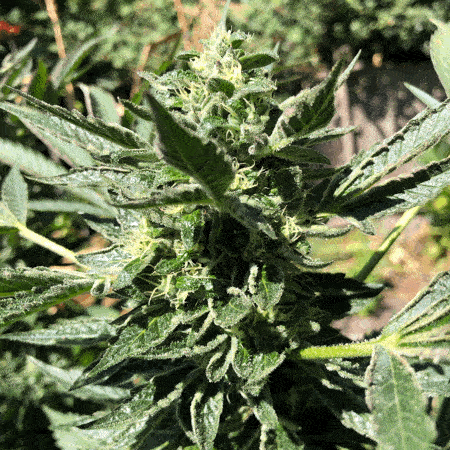 A looping photo animation close-up of a cannabis plant outdoors in the sunshine from tip down and then back up again.