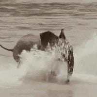 A baby elephant splashing in water