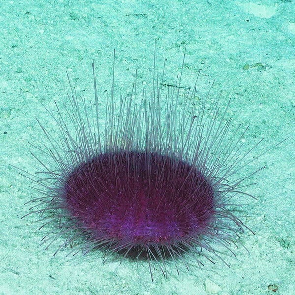 A sea urchin.