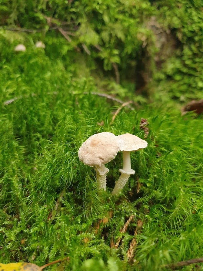 um par de cogumelos brancos em foco, no meio do musgo verde vivo na floresta