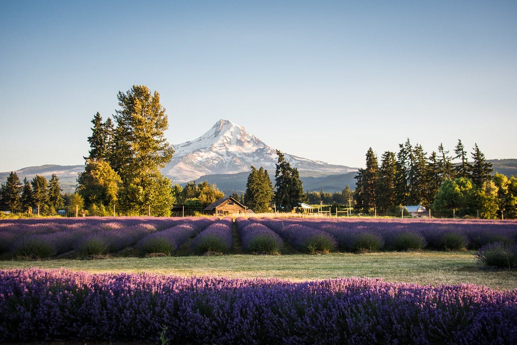 Golden hour - Lavender Valley - Hood River Oregon