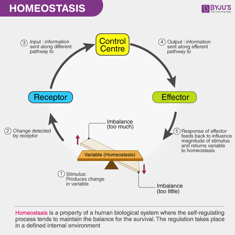 Image result for homeostasis body