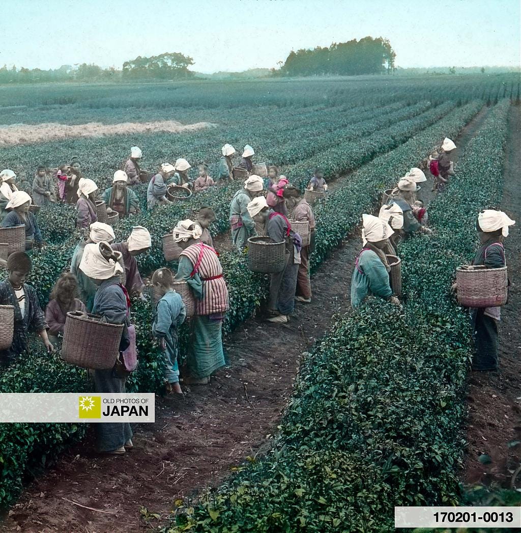 170201-0013 - Japanese Tea Pickers, 1900s