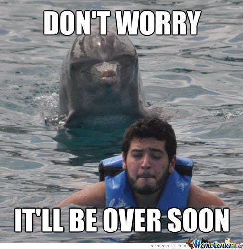 Dolphin Memes